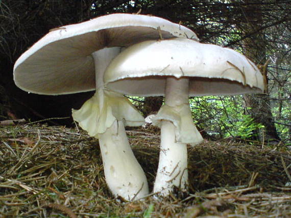 pečiarka  Agaricus