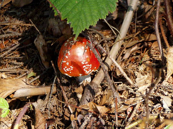 muchotrávka červená Amanita muscaria (L.) Lam.