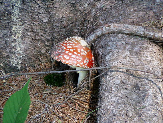 muchotrávka červená Amanita muscaria (L.) Lam.