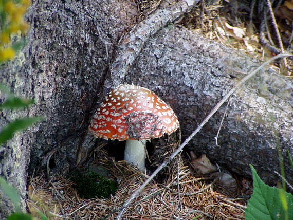 muchotrávka červená Amanita muscaria (L.) Lam.