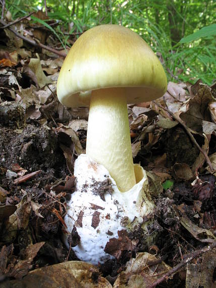 muchotrávka zelená Amanita phalloides (Vaill. ex Fr.) Link