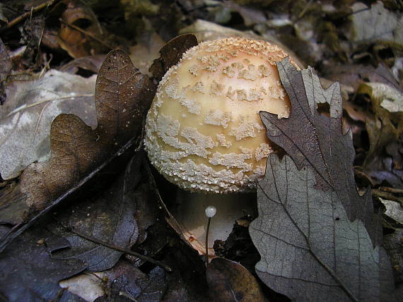 muchotrávka červenkastá Amanita rubescens Pers.