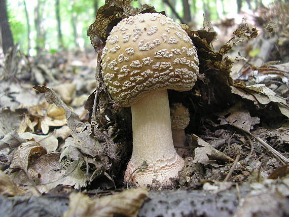 muchotrávka červenkastá Amanita rubescens Pers.