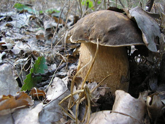 hríb bronzový Boletus aereus Bull. ex Fr.