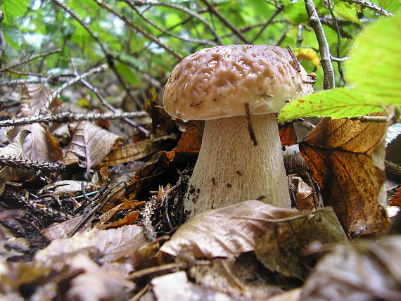 hríb smrekový Boletus edulis Bull.