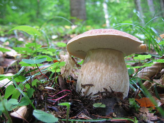 hríb smrekový Boletus edulis Bull.