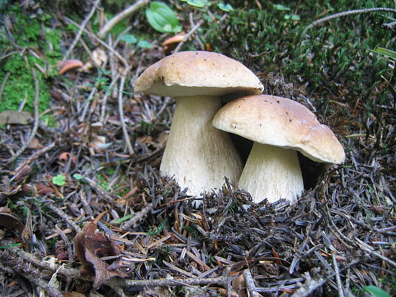 hríb smrekový Boletus edulis Bull.