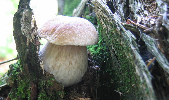 hríb smrekový Boletus edulis Bull.