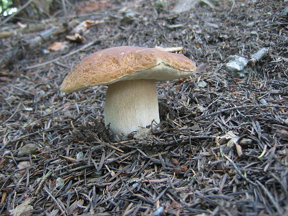 hríb smrekový Boletus edulis Bull.