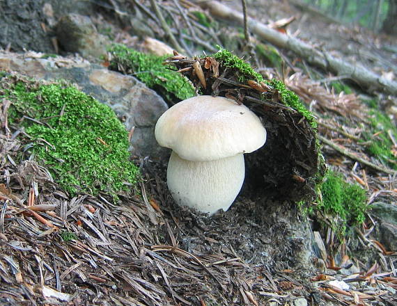 hríb smrekový Boletus edulis Bull.