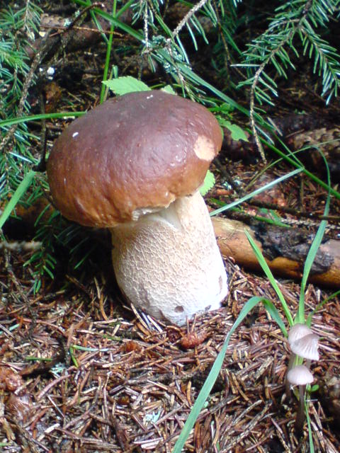 hríb Smrekový Boletus edulis Bull.