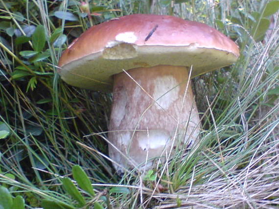 hríb Smrekový Boletus edulis Bull.