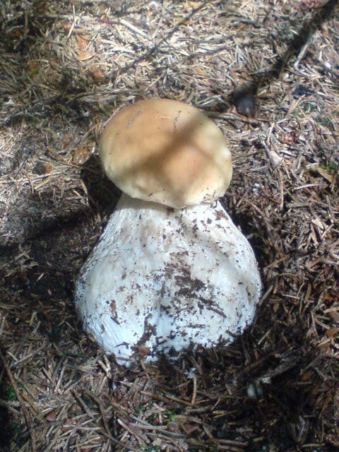 hríb Smrekový Boletus edulis Bull.