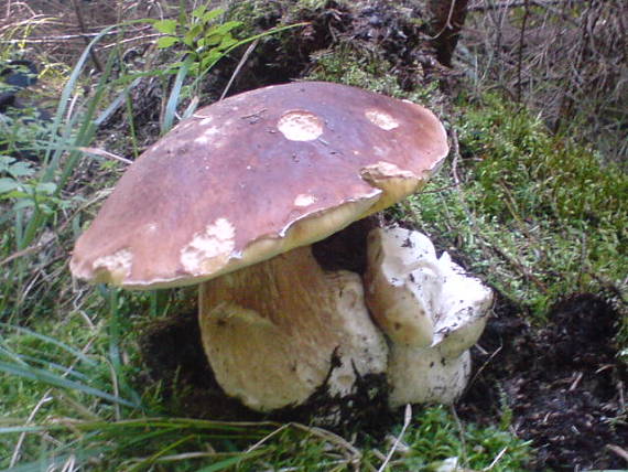 hríb Smrekový Boletus edulis Bull.