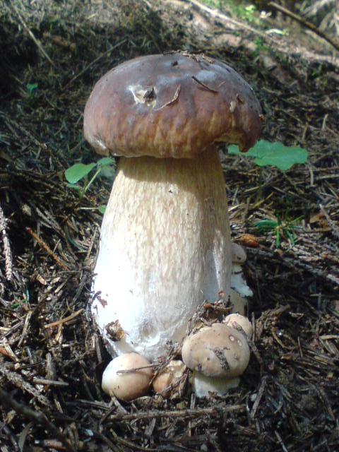 hríb Smrekový Boletus edulis Bull.