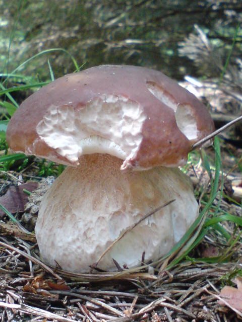 hríb Smrekový Boletus edulis Bull.