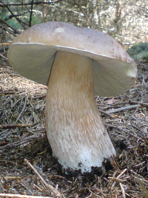 hríb Smrekový Boletus edulis Bull.