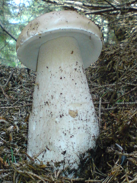 hríb Smrekový Boletus edulis Bull.