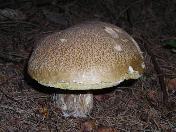 nový dizajn Boletus edulis Bull.