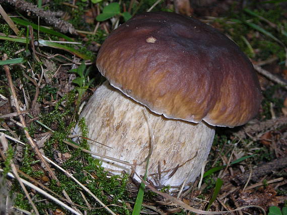 hríb smrekový Boletus edulis Bull.