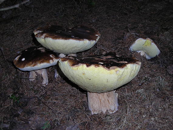 pod stromčekom Boletus edulis Bull.