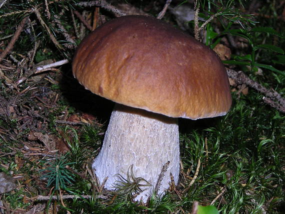 hríb smrekový Boletus edulis Bull.