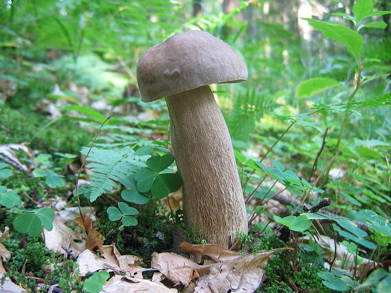 hríb dubový Boletus reticulatus Schaeff.