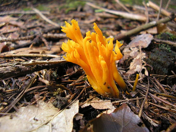 parôžkovec lepkavý Calocera viscosa (Pers.) Fr.