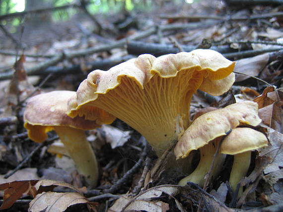 kuriatko jedlé ametystové Cantharellus amethysteus (Quél.) Sacc.