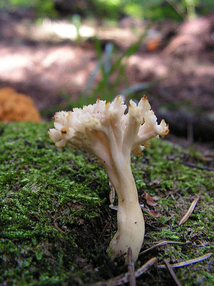 konárovka hrebenitá Clavulina coralloides (L.) J. Schröt.