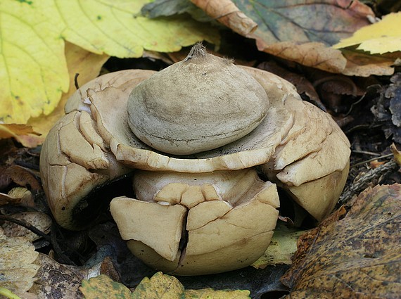 hviezdovka trojitá Geastrum triplex Jungh.