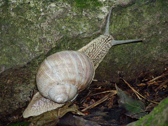 slimák záhradný Helix pomatia