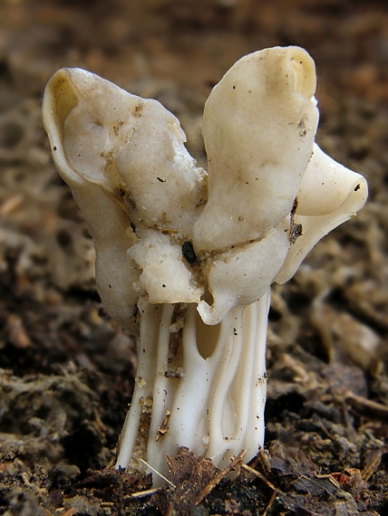 chriapač kučeravý Helvella crispa (Scop.) Fr.