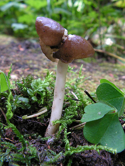 chriapač pružný Helvella elastica Bull.