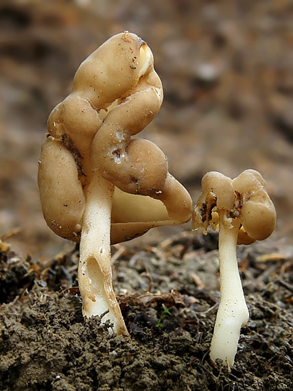 chriapač   Helvella sp.