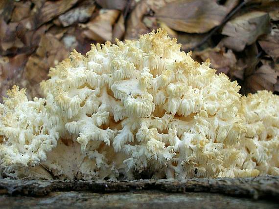 koralovec bukový Hericium coralloides (Scop.) Pers.