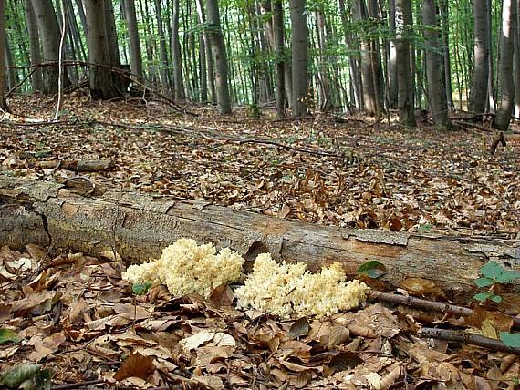 koralovec bukový Hericium coralloides (Scop.) Pers.