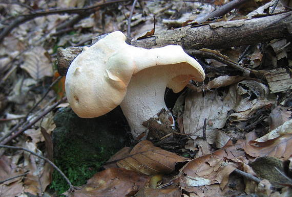 jelenka poprehýbaná Hydnum repandum L.