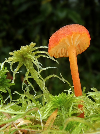 lúčnica zrnitá Hygrocybe coccineocrenata (P.D. Orton) M.M. Moser