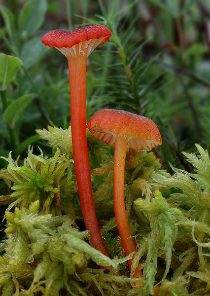 lúčnica zrnitá Hygrocybe coccineocrenata (P.D. Orton) M.M. Moser