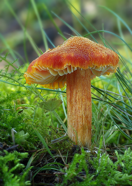 lúčnica ohnivá Hygrocybe intermedia (Pass.) Fayod