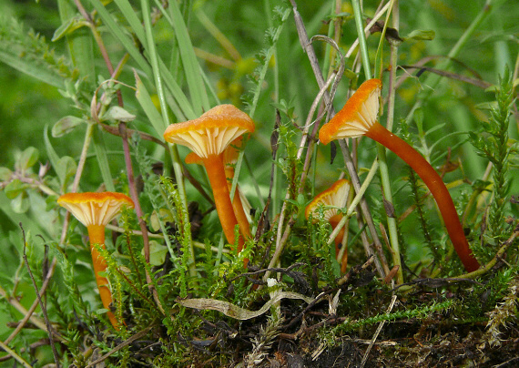 lúčnica kuriatkovitá Hygrocybe lepida Arnolds