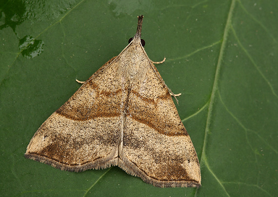 pamora žihľavová Hypena proboscidalis