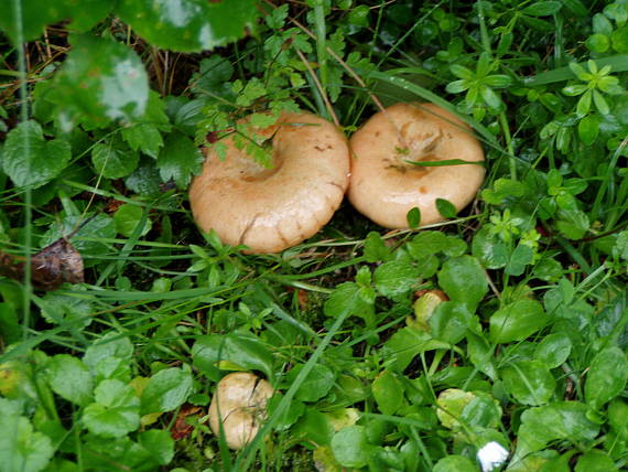 rýdzik smrekový Lactarius deliciosus (L.) Gray