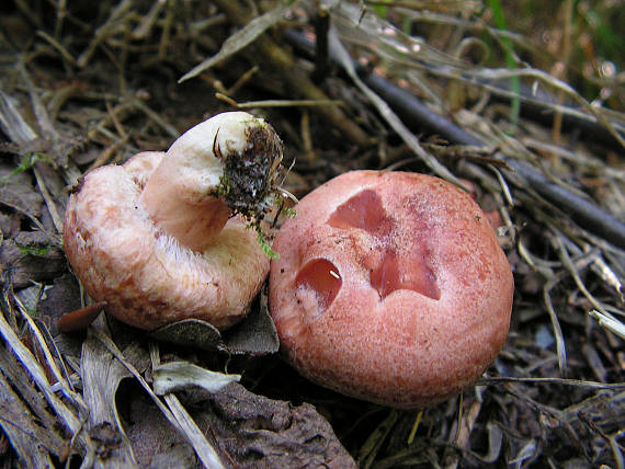 rýdzik kravský Lactarius torminosus (Schaeff.) Gray