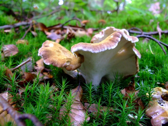 krásnopórovec zelenohnedý Laeticutis cristata (Schaeff.) Audet