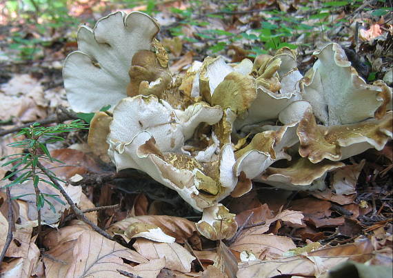 krásnopórovec zelenohnedý Laeticutis cristata (Schaeff.) Audet