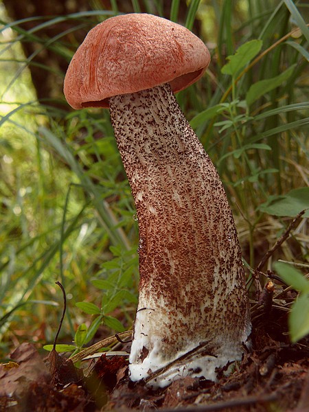 kozák dubový Leccinum aurantiacum (Bull.) Gray