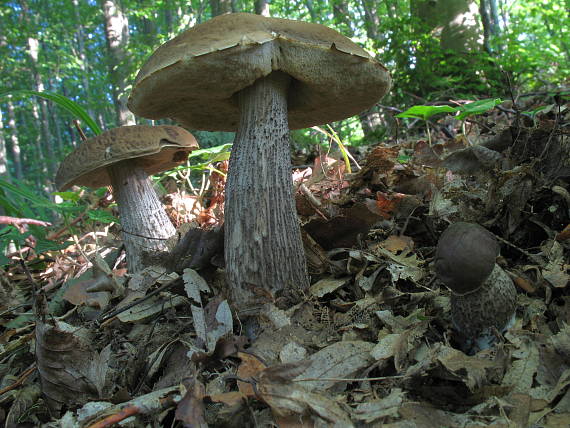 kozák hrabový - rodinka Leccinum pseudoscabrum (Kallenb.) Šutara