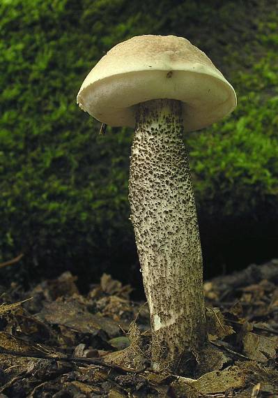 kozák brezový Leccinum scabrum (Bull.) Gray